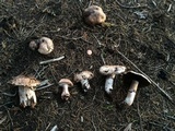 Agaricus brunneofibrillosus image