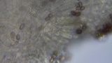 Stropharia caerulea image