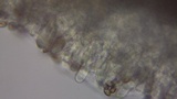 Stropharia caerulea image
