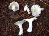 Hygrophorus gliocyclus image