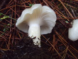 Hygrophorus gliocyclus image