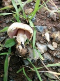 Agaricus semotus image