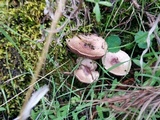 Agaricus semotus image