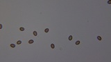 Agaricus semotus image