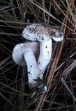 Hebeloma crustuliniforme image