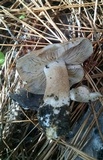 Hebeloma crustuliniforme image