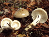 Hygrophorus agathosmus image