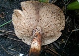 Tricholoma fracticum image