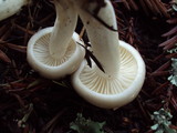 Hygrophorus agathosmus image