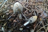 Coprinellus flocculosus image