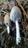 Coprinellus flocculosus image