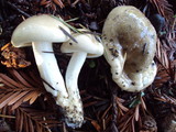 Hygrophorus agathosmus image