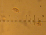 Hygrophorus agathosmus image
