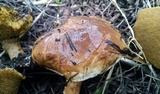 Suillus bellinii image