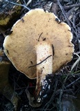 Suillus bellinii image