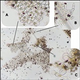 Parasola auricoma image