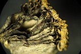 Parasola auricoma image