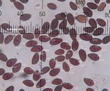 Parasola auricoma image