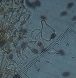 Parasola auricoma image
