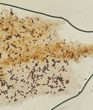 Parasola auricoma image