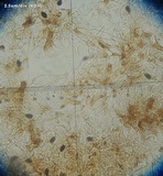 Parasola auricoma image