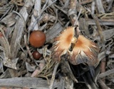 Parasola auricoma image