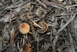 Parasola auricoma image
