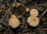 Parasola auricoma image