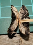 Parasola auricoma image