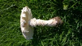 Amanita foetidissima image