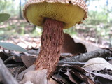Frostiella russellii image