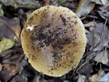 Cortinarius elatior image