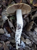 Cortinarius elatior image