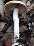 Cortinarius elatior image