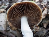 Cortinarius elatior image