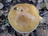 Cortinarius stillatitius image