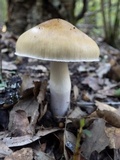 Cortinarius stillatitius image