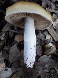 Cortinarius stillatitius image