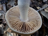 Cortinarius stillatitius image