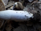 Cortinarius stillatitius image