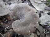 Tricholoma atrosquamosum image