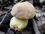 Leccinellum lepidum image