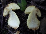 Leccinellum lepidum image