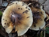 Cortinarius elatior image