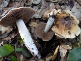 Cortinarius elatior image