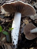 Cortinarius elatior image