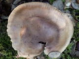 Tricholoma pessundatum image