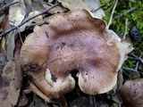 Tricholoma pessundatum image