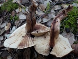 Tricholoma pessundatum image