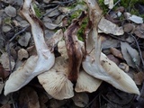 Tricholoma pessundatum image